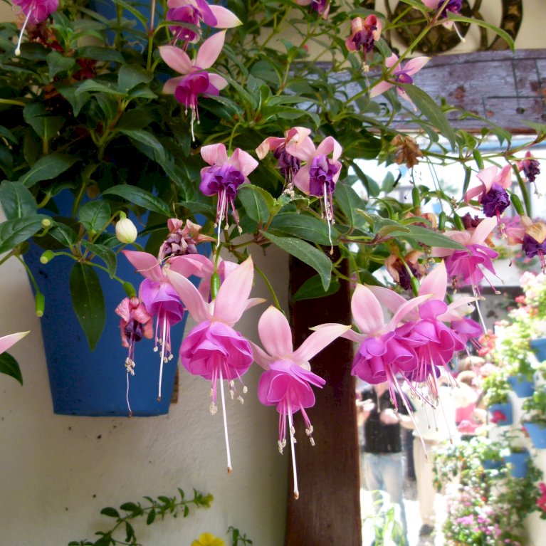 Hængende Fuchsia