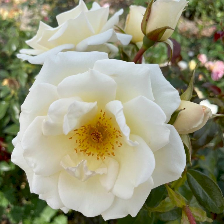 'Aarhus Rosen'™