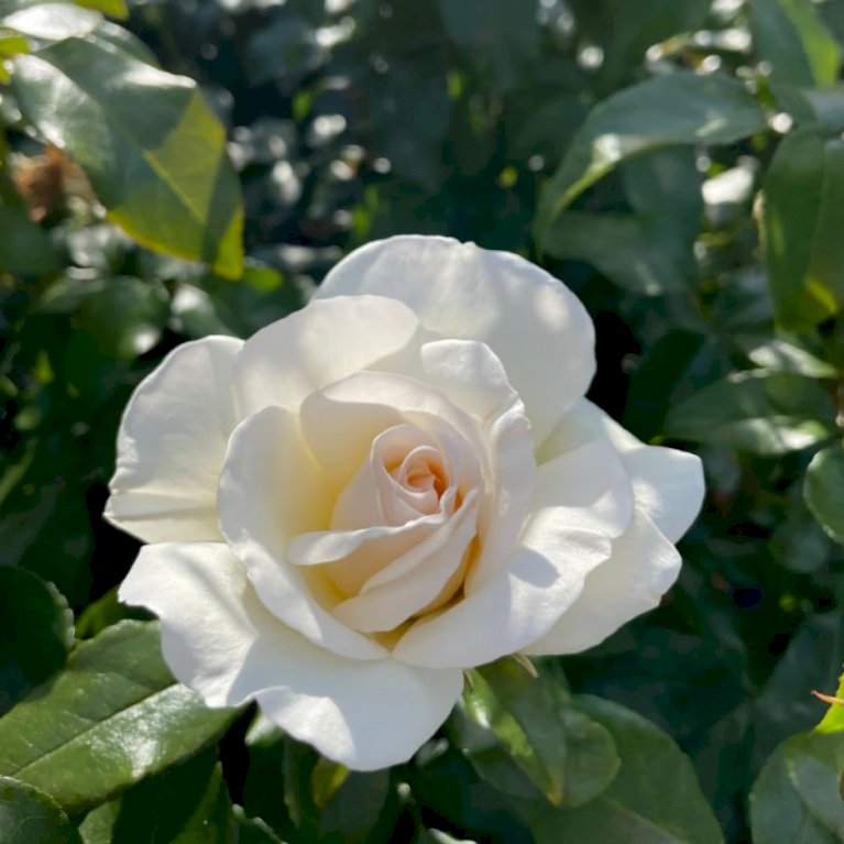 'Aarhus Rosen'™