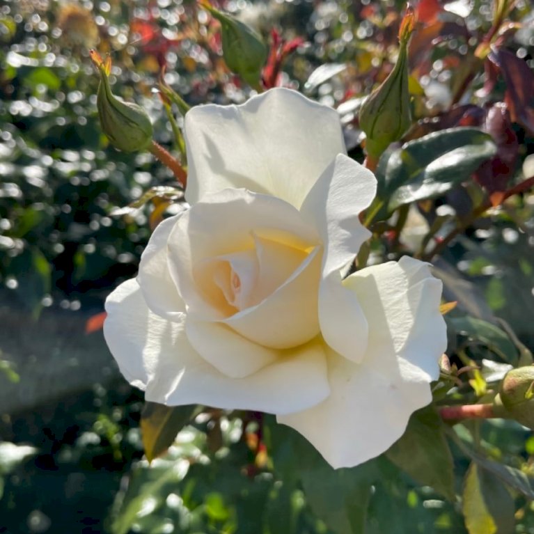 'Aarhus Rosen'™