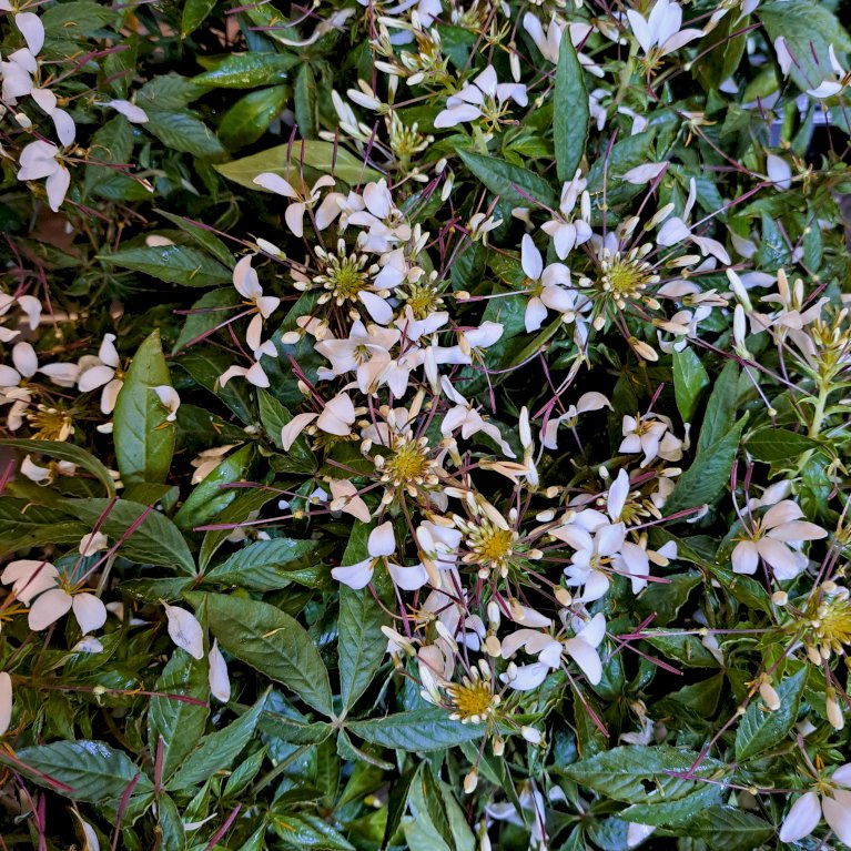 Edderkoppeplante - Hvid