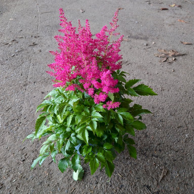 Astilbe - Rosa