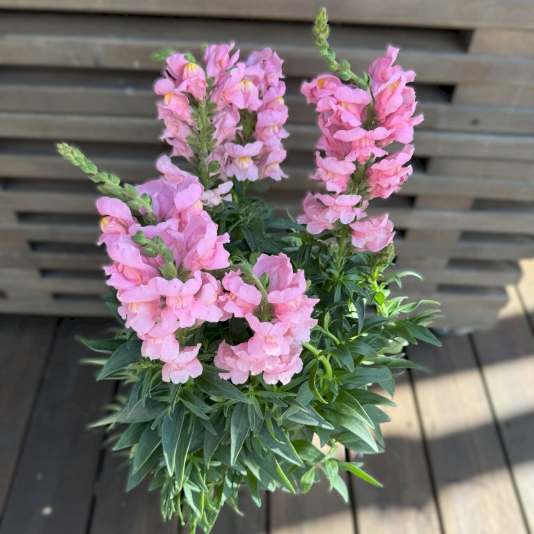 Løvemund - XXL Rosa