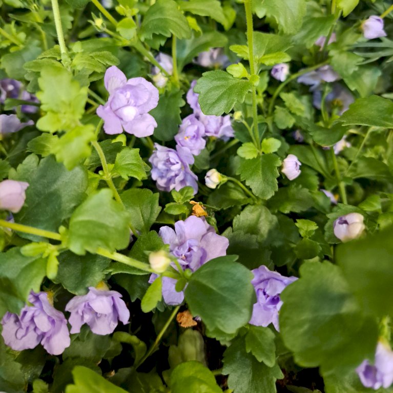 Bacopa - Lys lilla