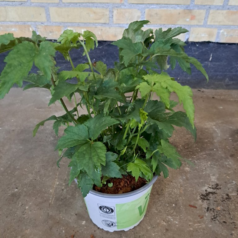 Høstanemone 'Alando'