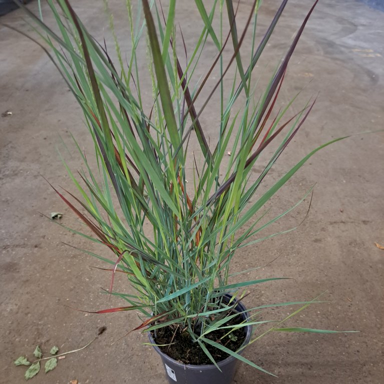 Staudehirse