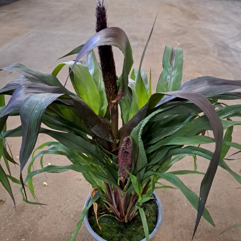 Lampepudsergræs 'Purple Baron'