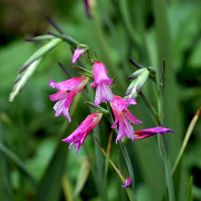 Italiensk gladiolus - Nyhed