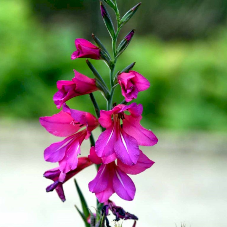 Italiensk gladiolus - Nyhed