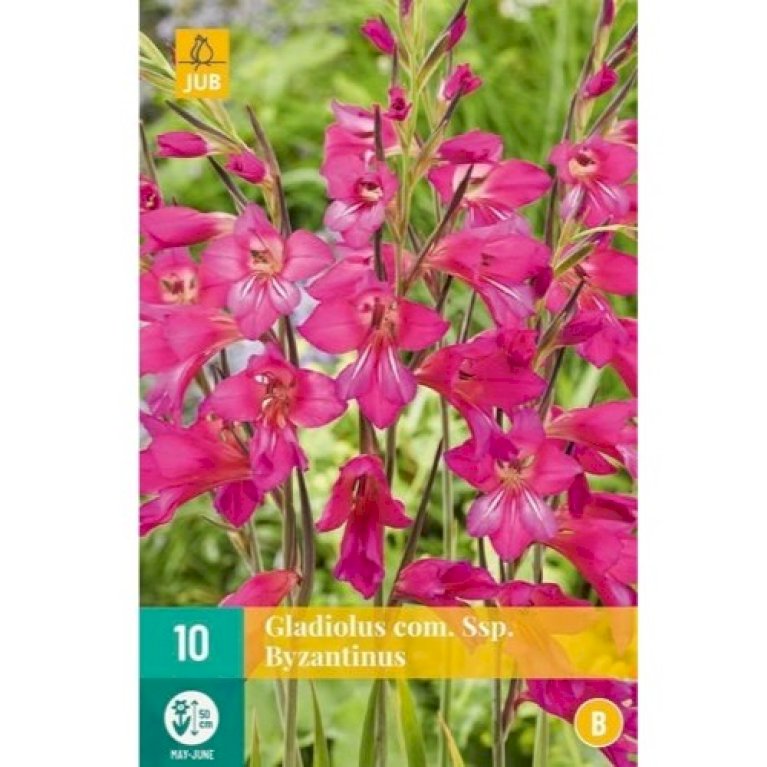 Italiensk gladiolus - Nyhed