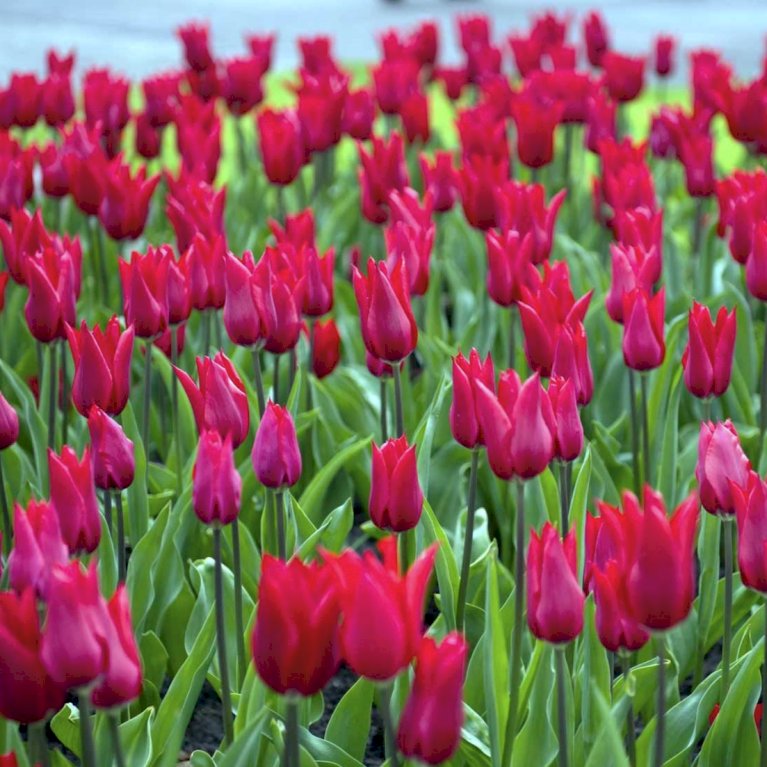 Tulipan 'Doll´s Minuet' - Nyhed