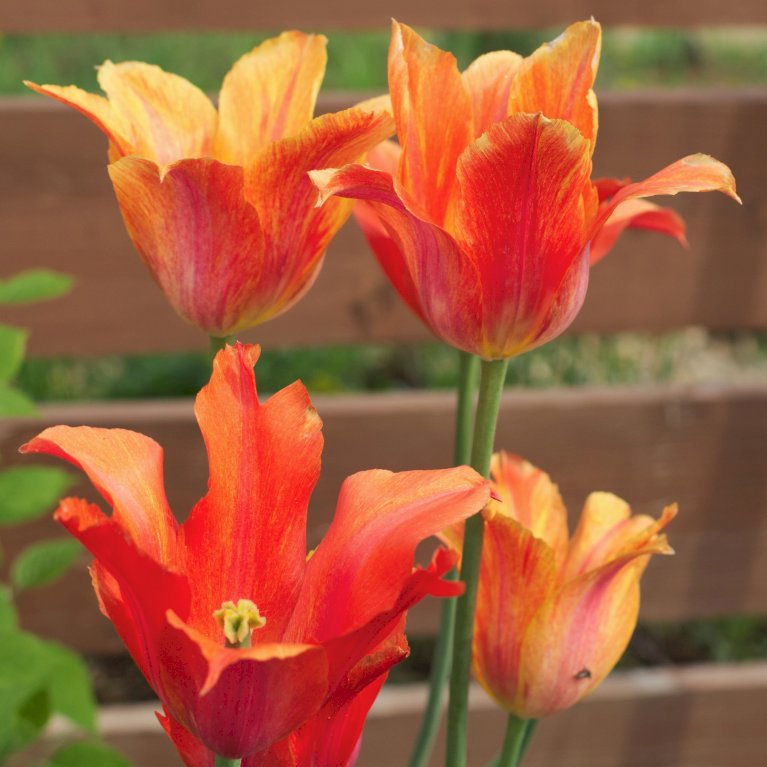 Tulipan 'Orange Marmelade' - Nyhed