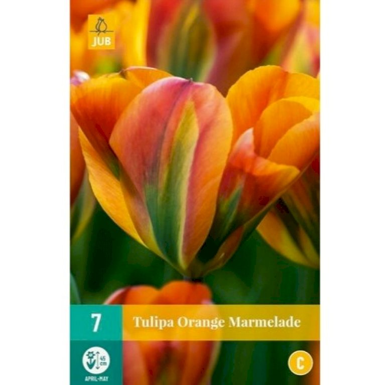 Tulipan 'Orange Marmelade' - Nyhed