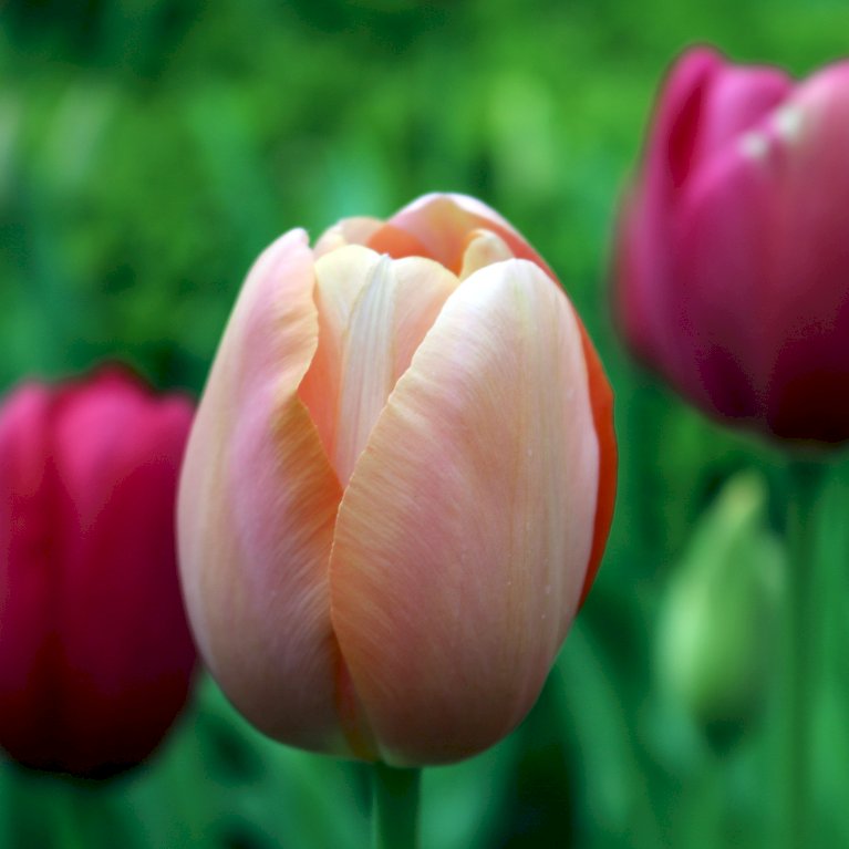 Tulipan 'Apricot Pride' - Nyhed