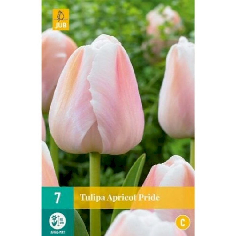 Tulipan 'Apricot Pride' - Nyhed