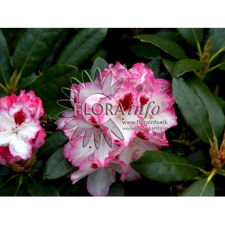 (cat.) 'Hachmanns Charmant'