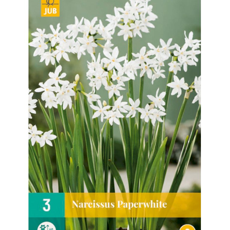 Tazette 'Paperwhite'