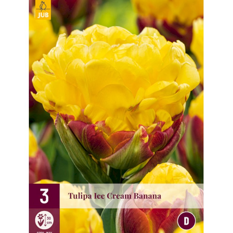 Tulipan 'Ice Cream Banana' - Nyhed