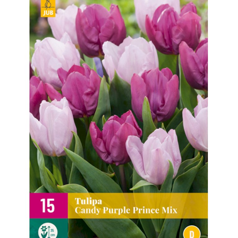 Tulipan 'Candy Purple Prince Mix' - Nyhed