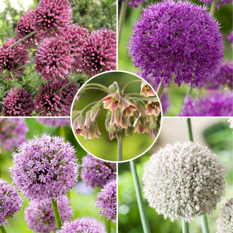 Løg mix 'Allium'