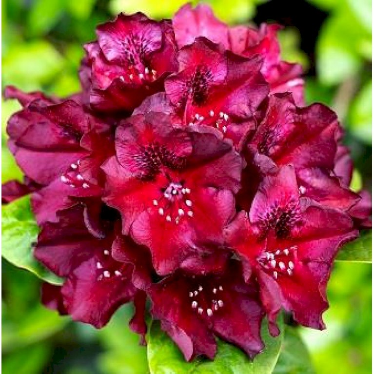 'Black Widow'
