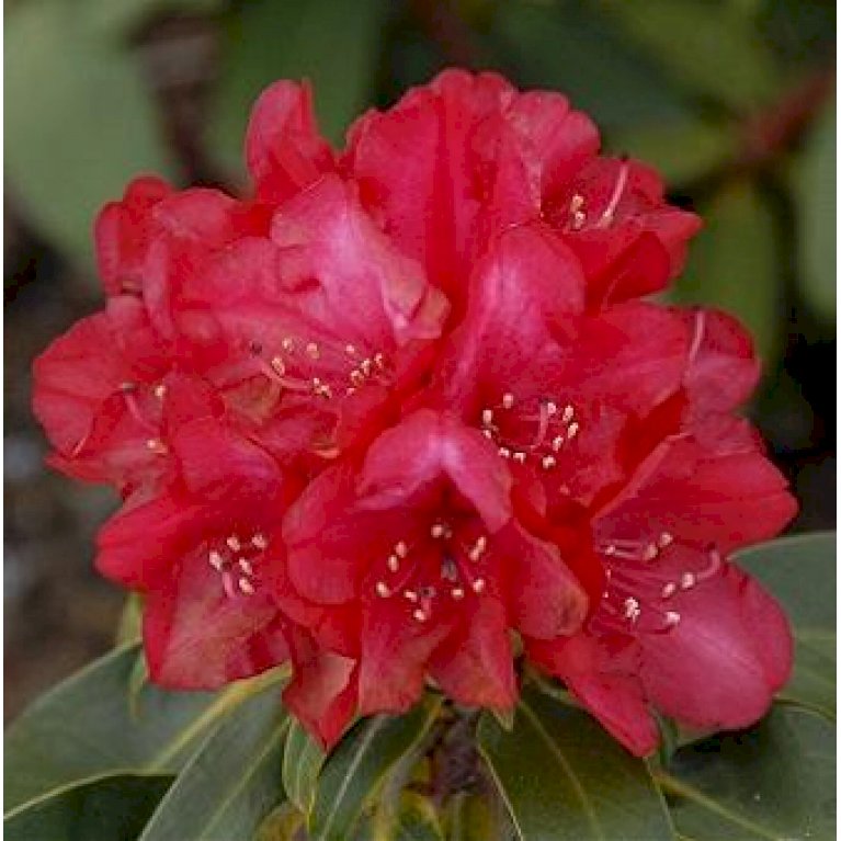 'Bohlkens Roter Stern'