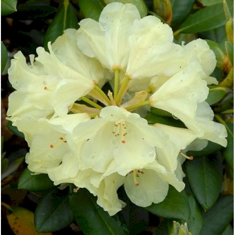 'Millennium Gold'