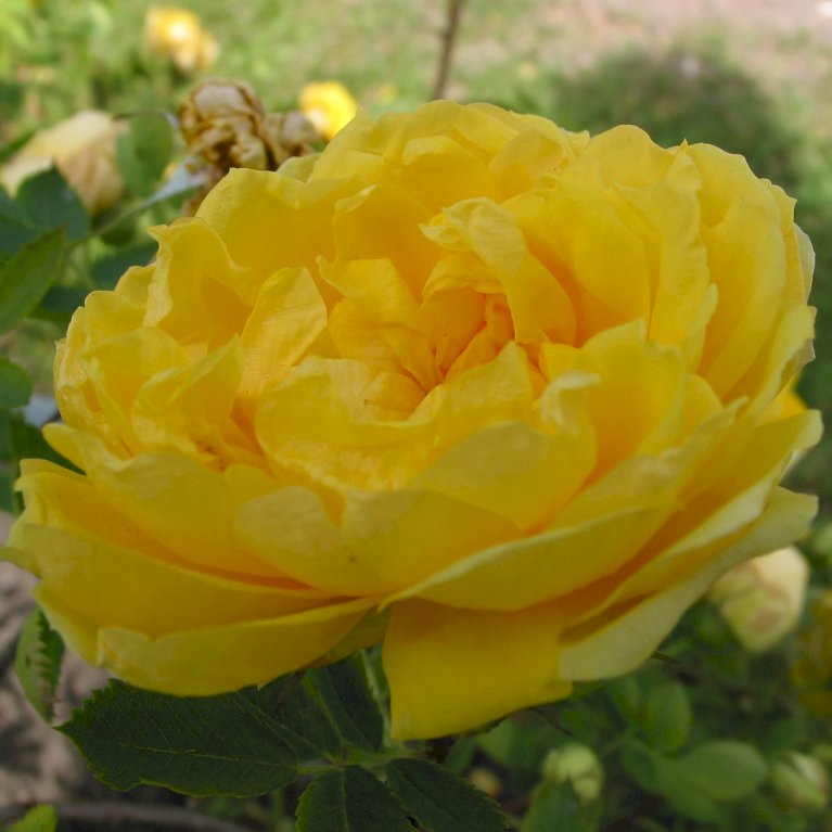 'Persian Yellow' (syn. Persiana)