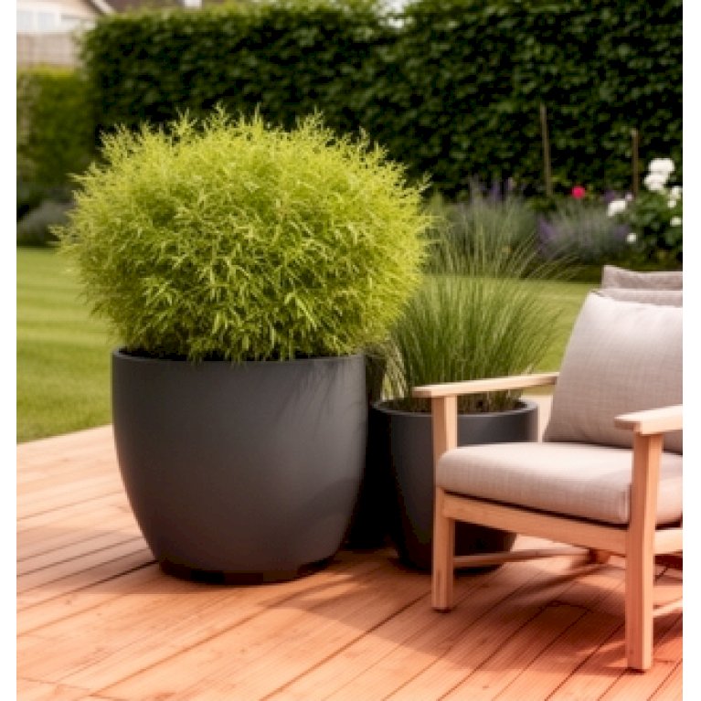 Megalos, kæmpekrukker