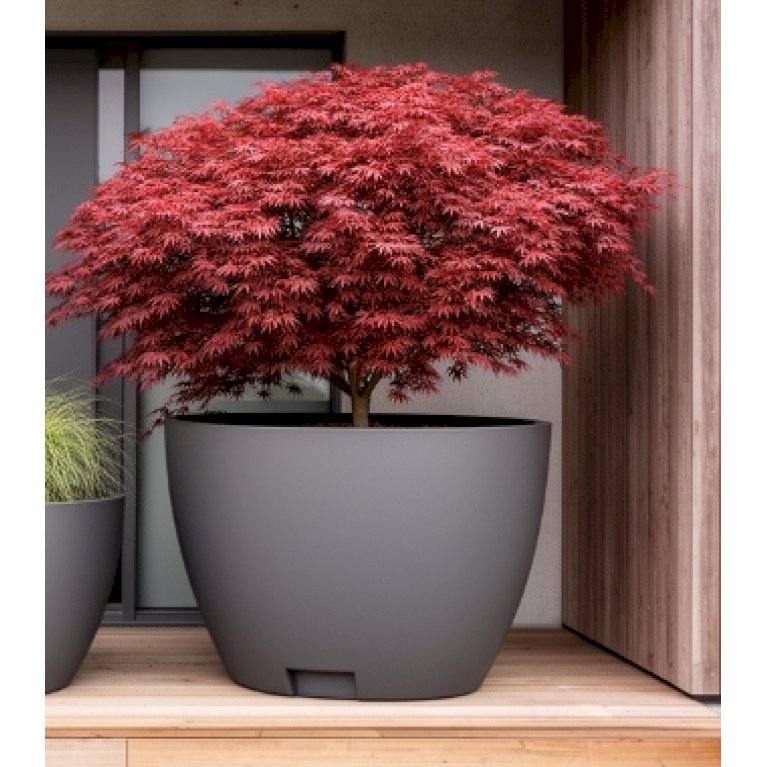 Megalos, kæmpekrukker