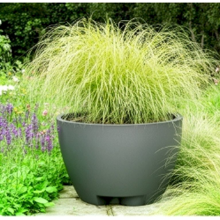 Megalos, kæmpekrukker