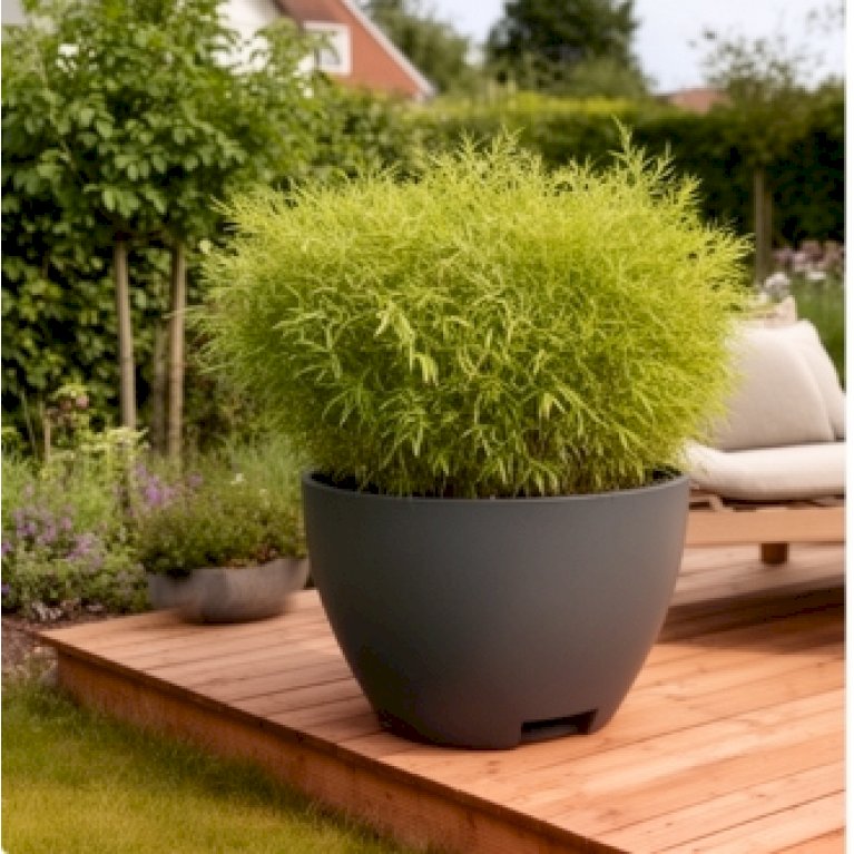 Megalos, kæmpekrukker