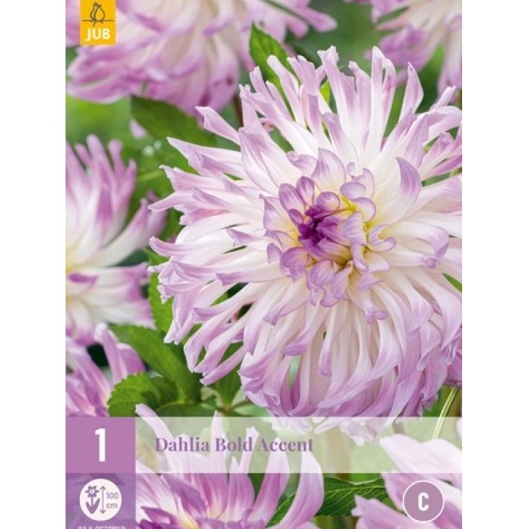 Dahlia 'Bold Accent'
