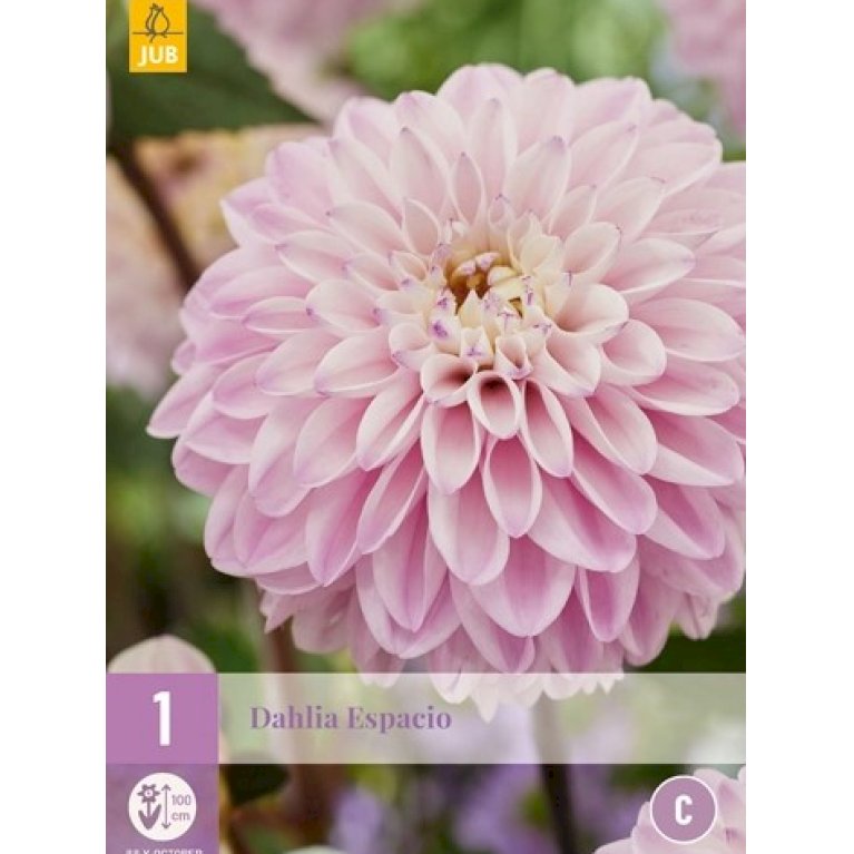 Dahlia 'Espacio'