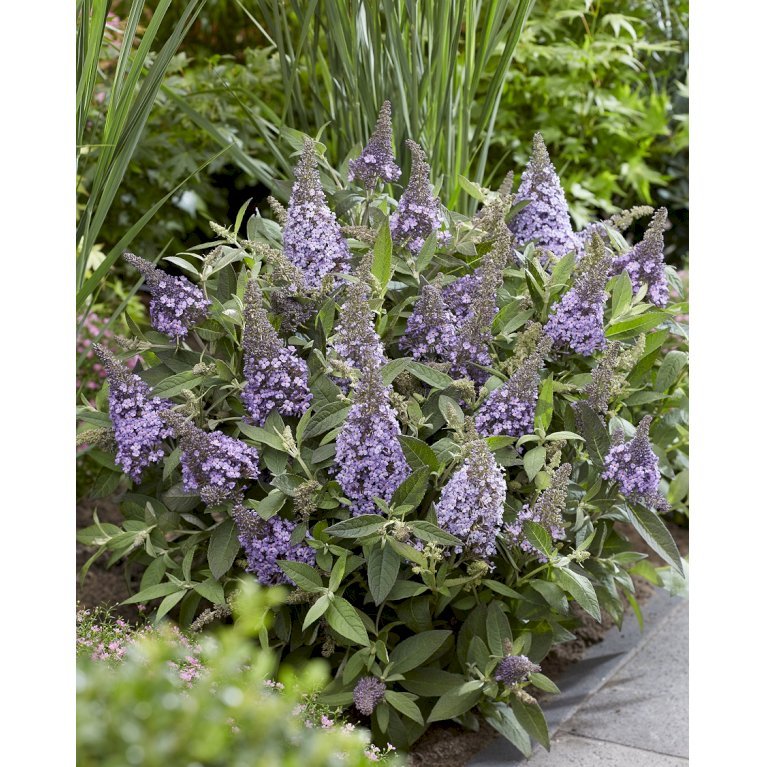 Sommerfuglebusk Butterfly Candy 'Lila Sweetheart'