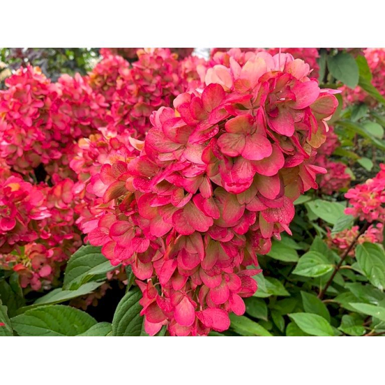 Hortensia 'Bloody Marie'®