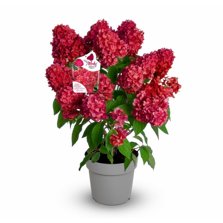 Hortensia 'Bloody Marie'®