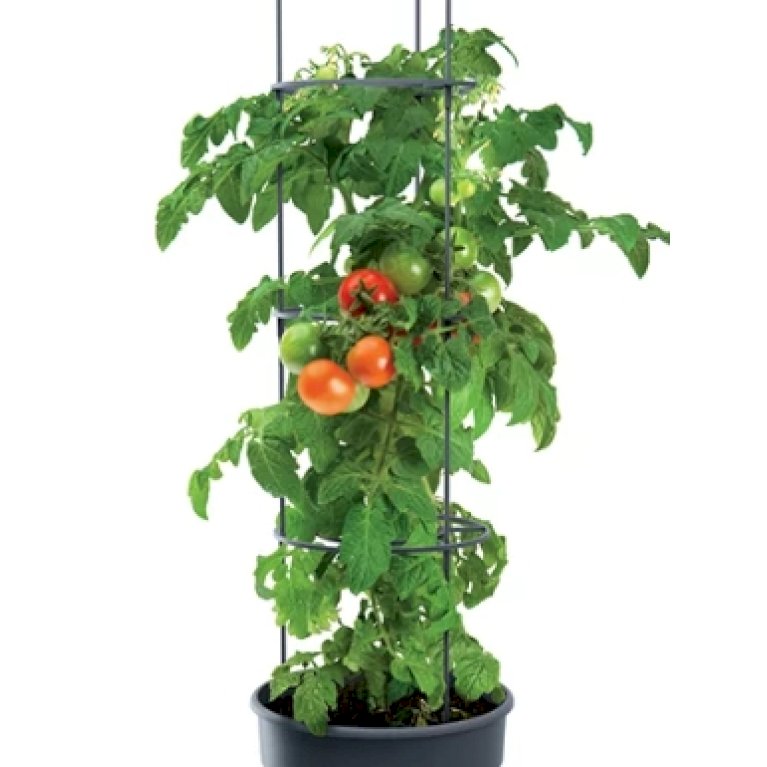 Tomatpotte med espalier – Tomato Grower