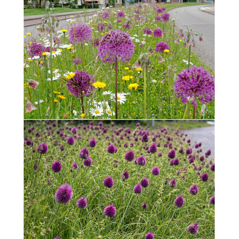Sommerfuglemix 'Alkmaar'