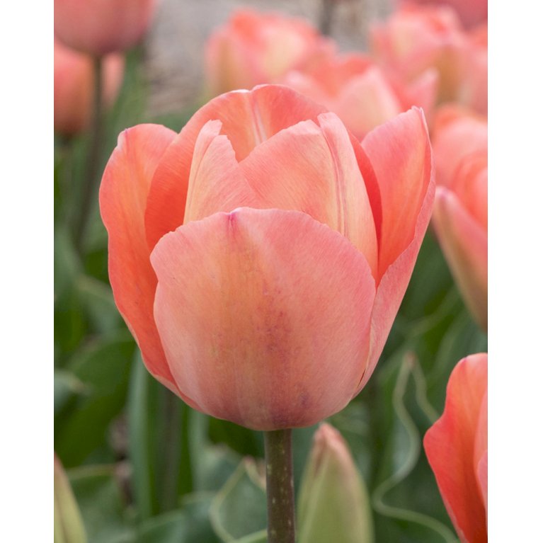Tulipan 'Salmon van Eijk'