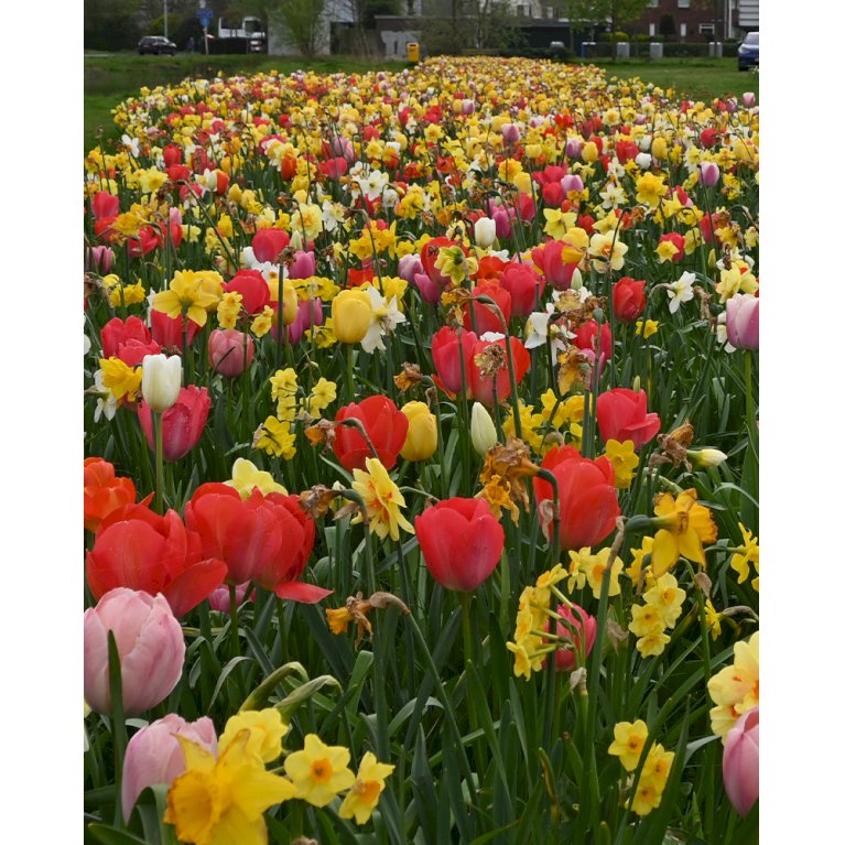 Blandingsmix (bynavn) 'Brussel' - Tulipa mix 'Brussel' (Blomsterløg, Antal pr. pakke 130 stk.)
