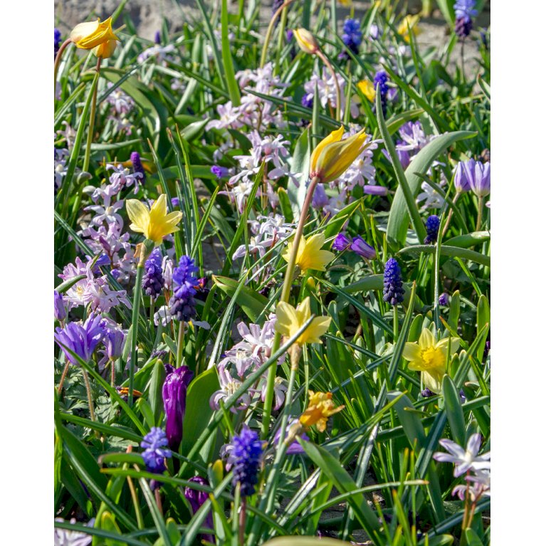Blandingsmix (bynavn) 'Eikenprocessie Oak processionary moth' - Tulipa mix 'Eikenprocessie Oak processionary moth' (Blomsterløg, Antal pr. pakke 350 stk.)