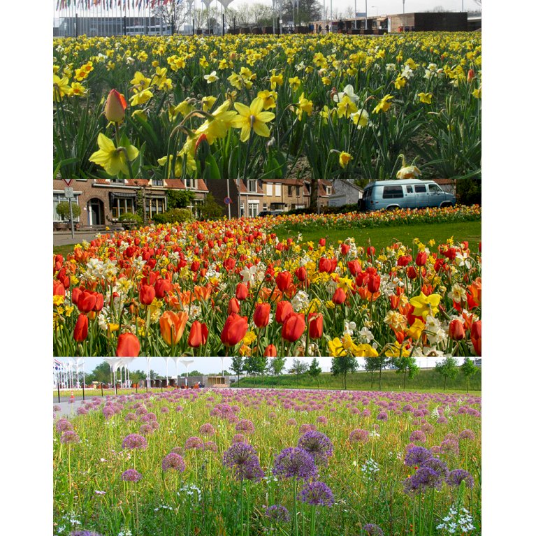 Blandingsmix (bynavn) 'Floriade'