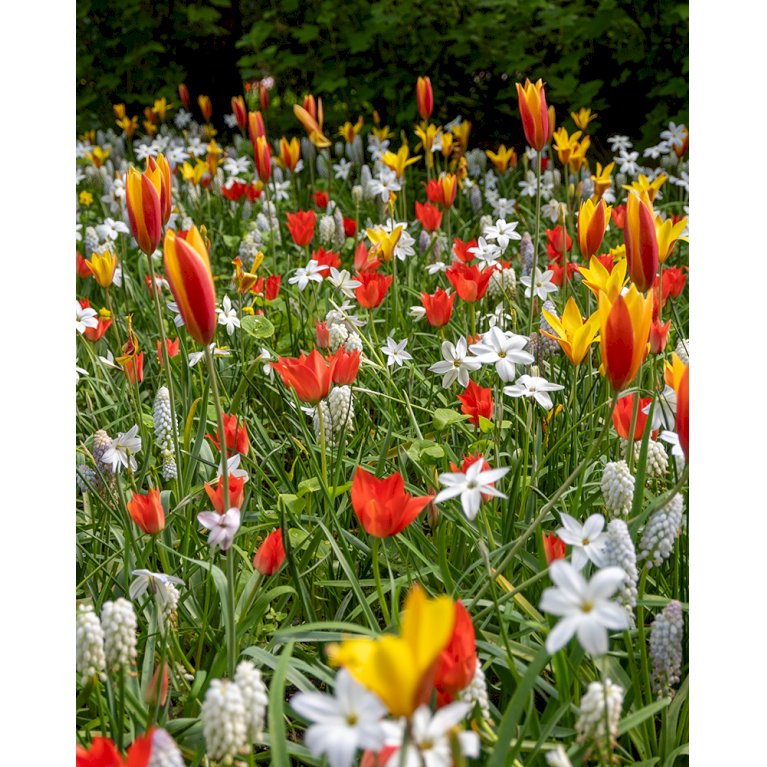 Blandingsmix (bynavn) 'Hamburg' - Tulipa mix 'Hamburg' (Blomsterløg, Antal pr. pakke 350 stk.)