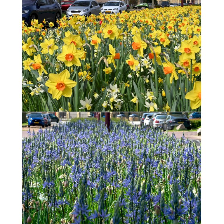 Blandingsmix (bynavn) 'Kent'