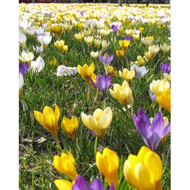 Blandingsmix (bynavn) 'Lisse'