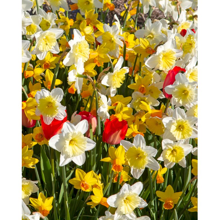 Blandingsmix (bynavn) 'Liverpool' - Tulipa mix 'Liverpool' (Blomsterløg, Antal pr. pakke 130 stk.)