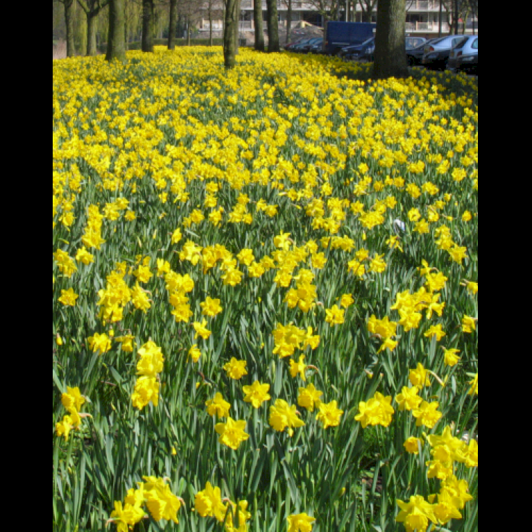 Blandingsmix (bynavn) 'Rotterdam'