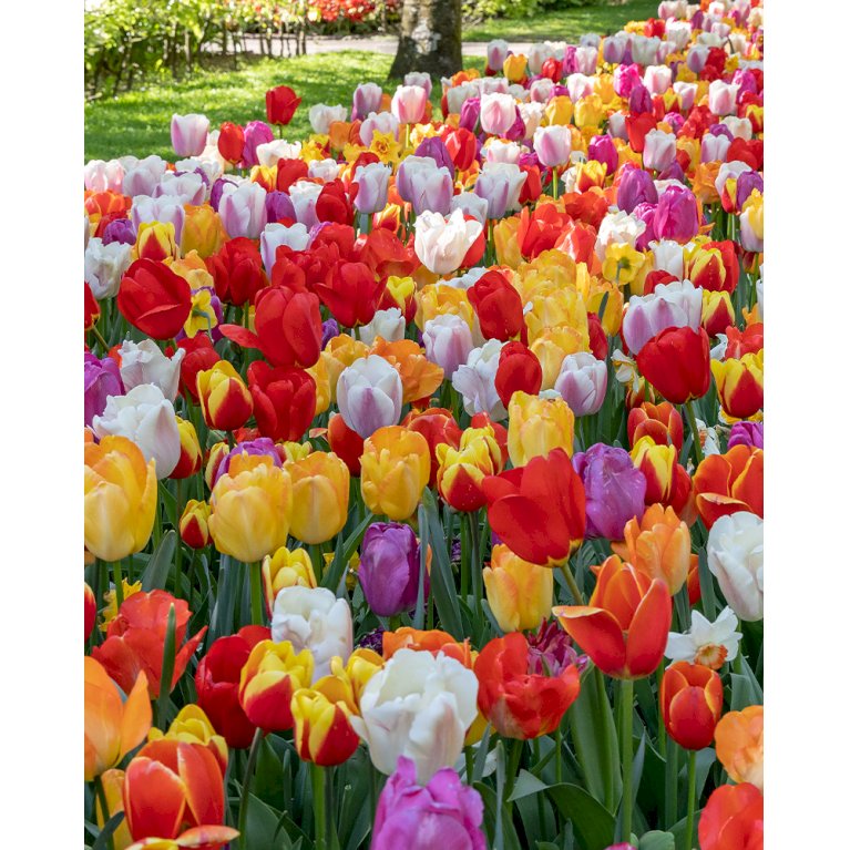 Tulipan (kombinationspakke) 'All Colours'