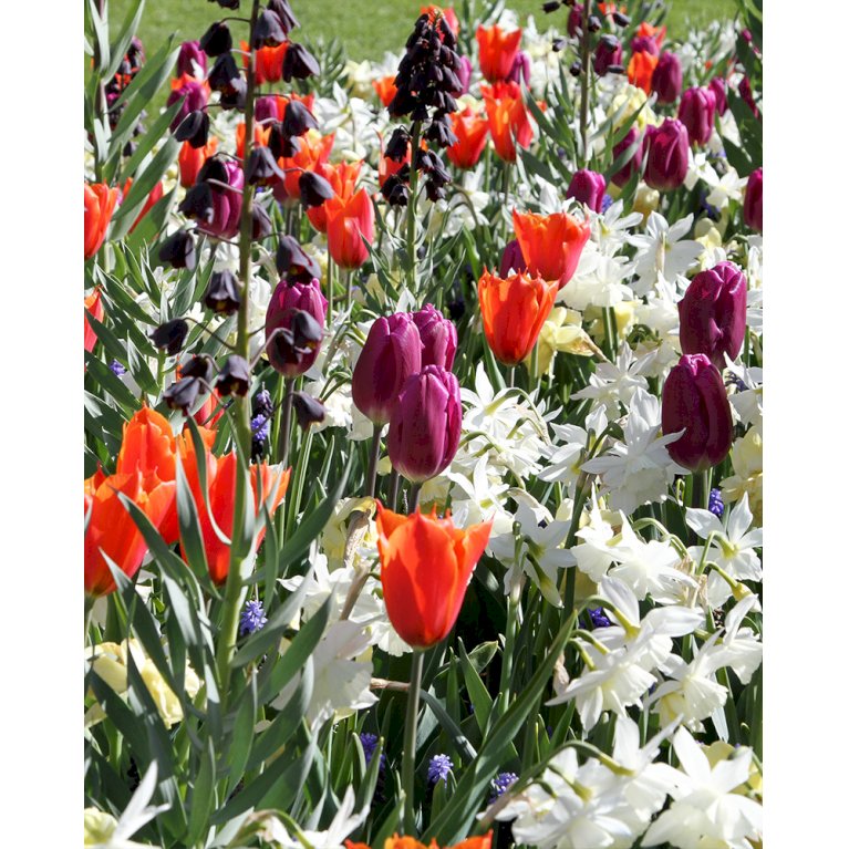 Tulipan (kombinationspakke) 'Fresh Spring'